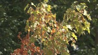 West Michigan trees in survival mode as dry spell prompts early leaf drop