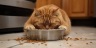 Los gatos pueden desarrollar hígado graso: cuáles son los síntomas