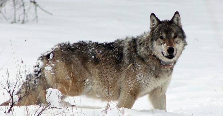 One-eyed wolf matriarch killed by rival Yellowstone pack, 1 of 17 dead in 2024