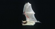 Two bat sightings at Hamilton Middle School, main building closed