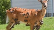 Now mutant DEER spotted with gruesome pus-filled sores after plague of ‘zombie squirrels’ overruns gardens