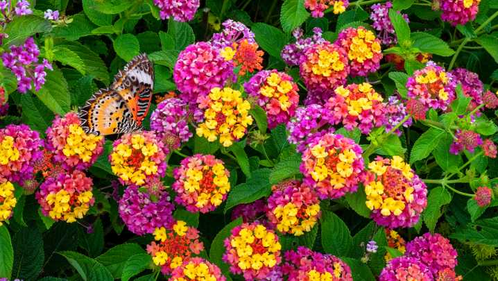 The 27 Best Flowers To Plant Alongside Your Lantanas
