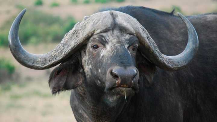 De millonario cazador a presa: empresario de Texas muere en un safari de lujo durante una cacería