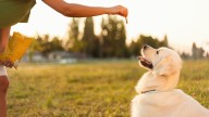 ¿Sabes que el feng shui dice que el color de tu perro "determina tu suerte"?