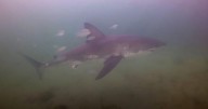 Divers come face to face with great white shark at Fox Point Beach in Nova Scotia