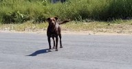 'Street Dog' Waited In The Same Spot Every Day For Someone To Save Him