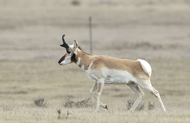 Game and Fish issues all North Dakota pronghorn licenses in lottery