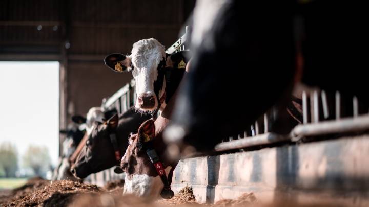 Raw milk from Florida farm sickens 21 people, including 6 kids