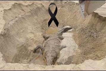 Fallece cocodrilo "Lucho" a los 50 años en Oaxaca