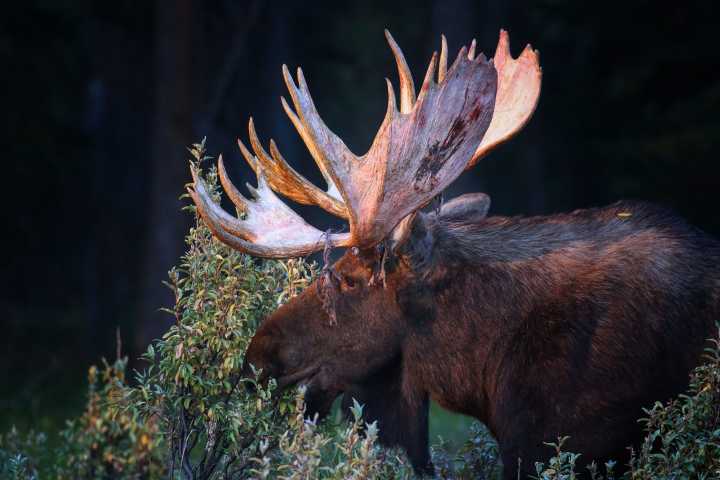 An appreciation for antlers