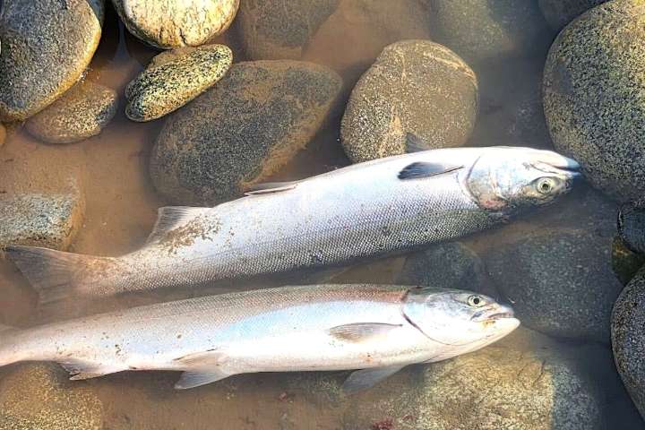 10 million fish reason to extend rare Fraser sockeye opening: sportfishing advocates