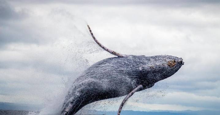 Drones tracking whales reveal they lose tons during annual migration