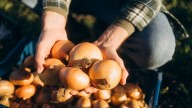 Michigan names three to onion committee for 2025