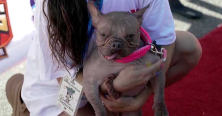 2-year-old hairless French bulldog mix wins ugliest dog contest