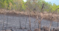Fires in Kunia Loa Ridge Farmlands spark arson investigation
