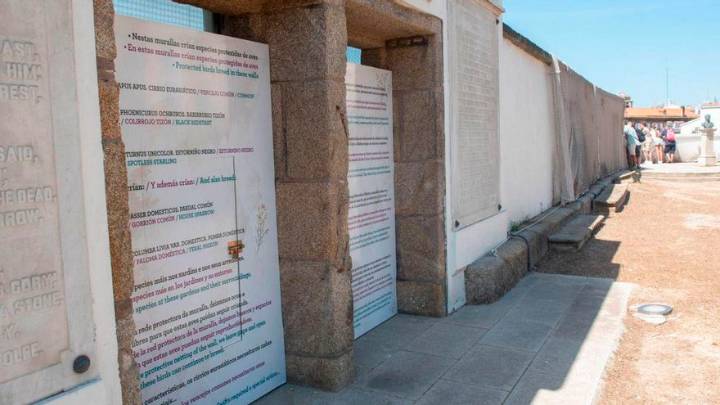 Nuevos vencejos en el jardín de San Carlos de A Coruña