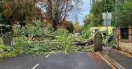Manchester horror as woman killed by huge tree which suddenly 'snapped'