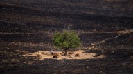 Los animales, las víctimas silenciosas de los incendios