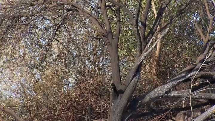 Los incendios forestales han afectado a más de 360.000 hectáreas en España en tres semanas de agosto