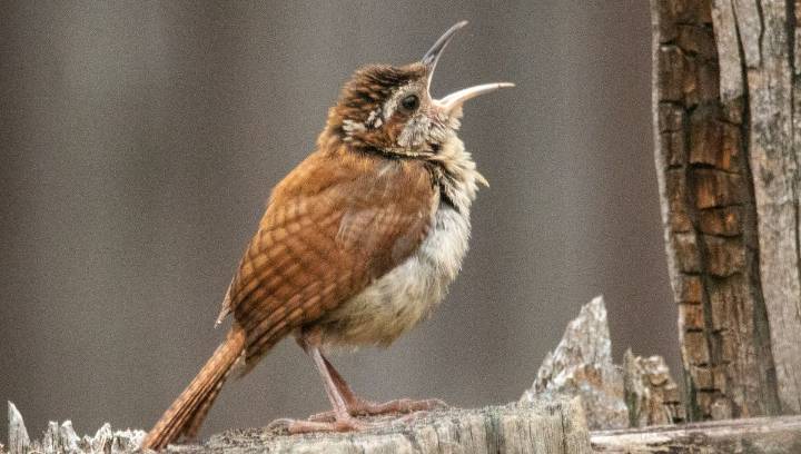 Bird Song Follows Zipf’s Law Of Abbreviation, A Fundamental Law Of Human Language