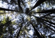 Trump moves to rescind limits on logging in national forests