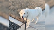 Texas Family Welcomes Stray Dog Into Their Yard, Then Discovers Her Shocking Secret