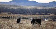 Montana Department. of Livestock confirms brucellosis in Beaverhead County cattle herd