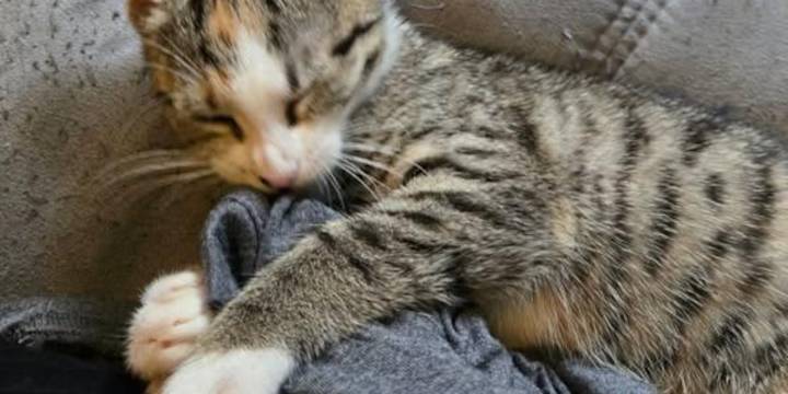 Saving Graces 4 Felines: Meet Sweet Pea