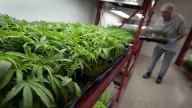 What to know about Trump's potential change in federal marijuana policy