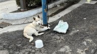 California Rescuers Can’t Believe Their Eyes After Finding Dog Left Tied To A Pole For Days