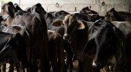 Gusano barrenador sigue expandiéndose en México; van más de 3 mil casos