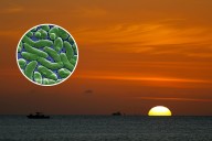 Fifth Person in Florida Dies of Flesh-Eating Bacteria: What to Know