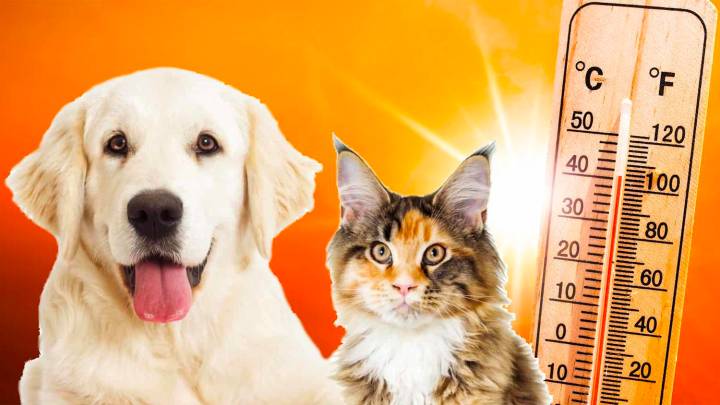 Asfalto Ardiente: Peligro Silencioso para sus Mascotas en Verano