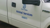 Dallas dogs from viral social post voluntarily surrendered, to be moved to out-of-state adoption organization, officials say