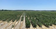 Early spring rains weigh on Arkansas harvest