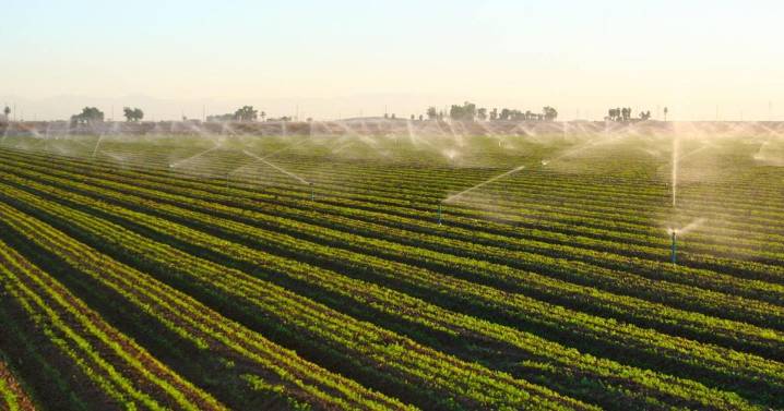 Imperial County Farm Bureau Gala to honor agriculture’s best