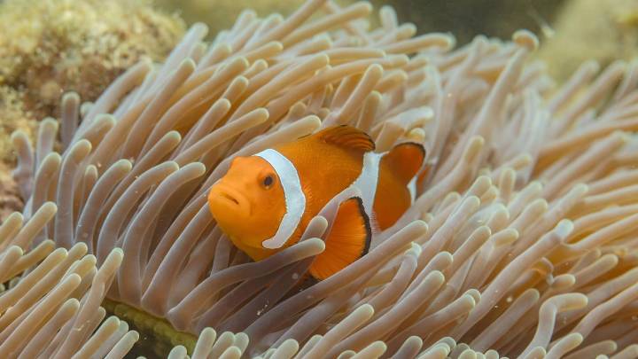 La fascinante adaptación del pez payaso: el animal hermafrodita capaz de cambiar de sexo