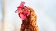 Invasión de gallinas en Torrevieja: «N on atopamos un lugar no que recibiran 700 aves»