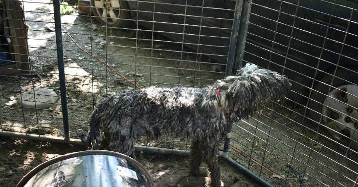 Man facing 40+ charges after dead, abused dogs found at home