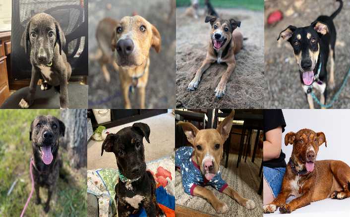 Midlands Pup Shots! August 27