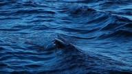 Body found in Des Plaines River