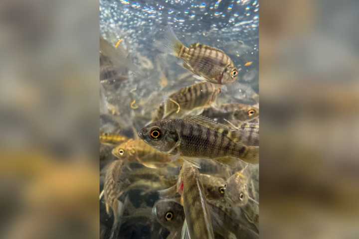 Siembran 300 mil crías de tilapia en presa La Vega en Teuchitlán
