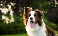 Congreso CDMX: animales ya no son bienes muebles, ahora son seres sintientes