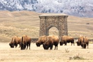 La última manada de bisontes reverdece las praderas americanas