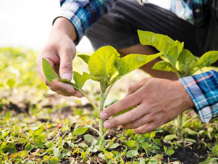 Las 5 plantas para cultivar en septiembre y preparar tu jardín para el próximo verano