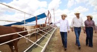 Busca gobierno de Sonora alternativas para ganaderos y evitar dependencia de exportación a EEUU
