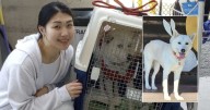 De una granja de carne a un hogar en Estados Unidos: este es el caso de Aurora, la perrita rescatada en Corea del Sur