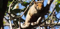 La invasión de ardillas que amenaza a las aves y daña cables en un municipio de Buenos Aires