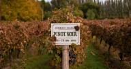 Día internacional del Pinot Noir: una bodega del Alto Valle lidera la producción de vinos de la cepa más desafiante