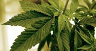 Olmsted County closes applications for last round of recreational Marijuana venodrs